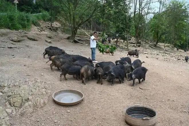 熊猫体育：开阳县：生态振兴“添颜值”林下经济“增产值”(图4)