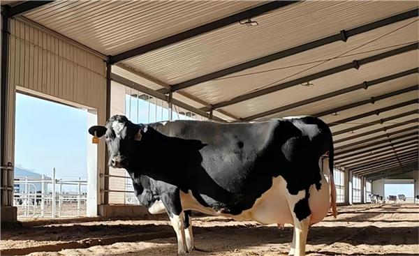 行业领先优势持续扩大释放加速向好信号优然牧业上半年营收10284亿元(图5)