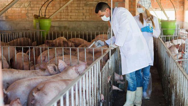 为何有的猪肉盖的是红章有的是蓝章哪种章的猪肉更健康？(图5)