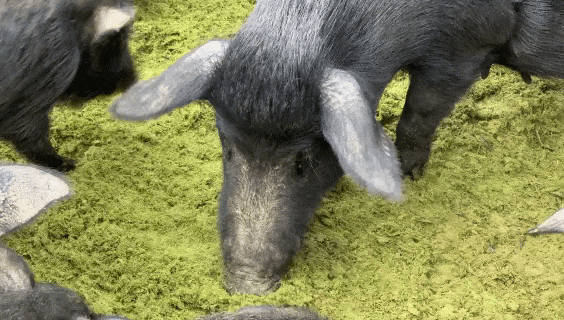 生态放养藏香猪特色养殖好“钱”景(图2)