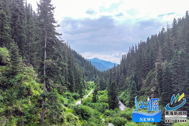 青海玛可河林区：从“伐木”到“护绿”的生态涅槃(图2)