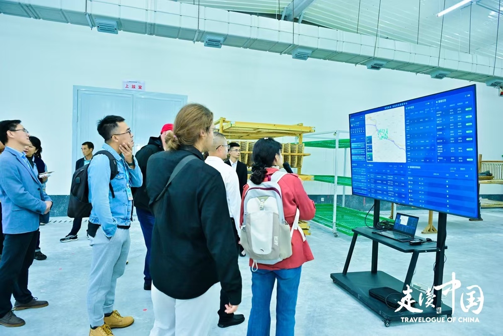 走近石泉池河养蚕故事外国记者感叹中国乡村振兴新进程(图1)