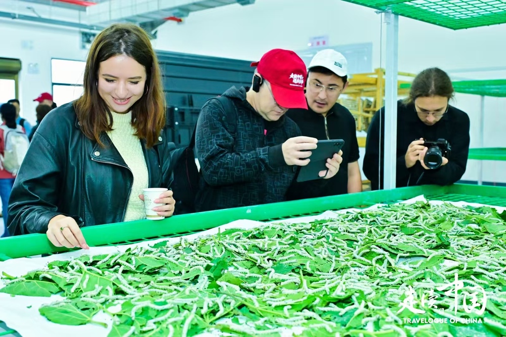 走近石泉池河养蚕故事外国记者感叹中国乡村振兴新进程(图5)