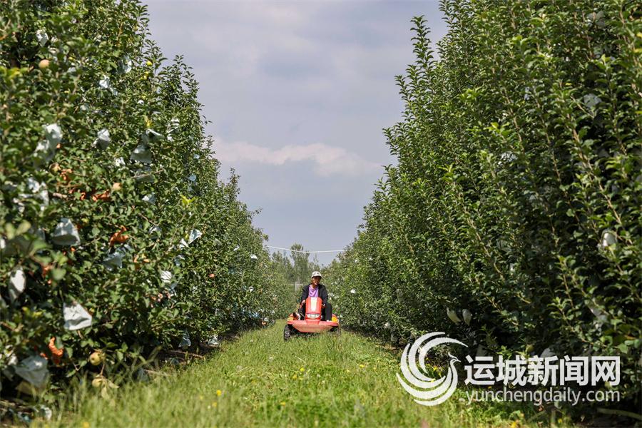 万荣苹果凭啥“出圈”(图3)