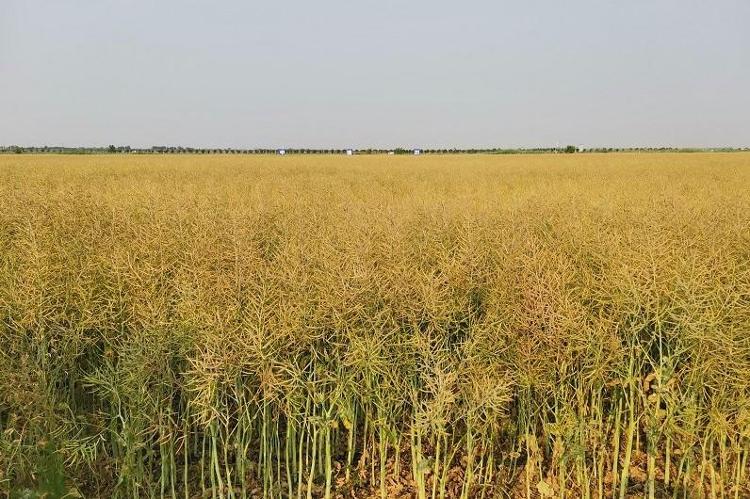 蹲点调查丨破“碱”重生(图5)