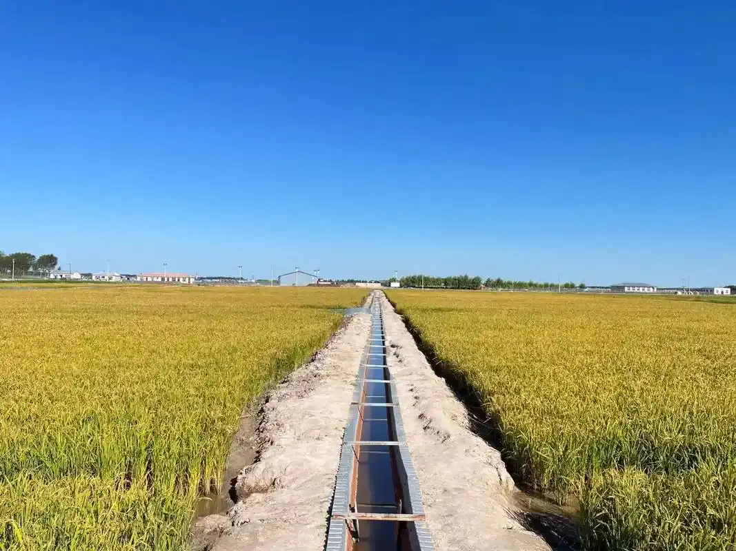 蹲点调查丨破“碱”重生(图4)