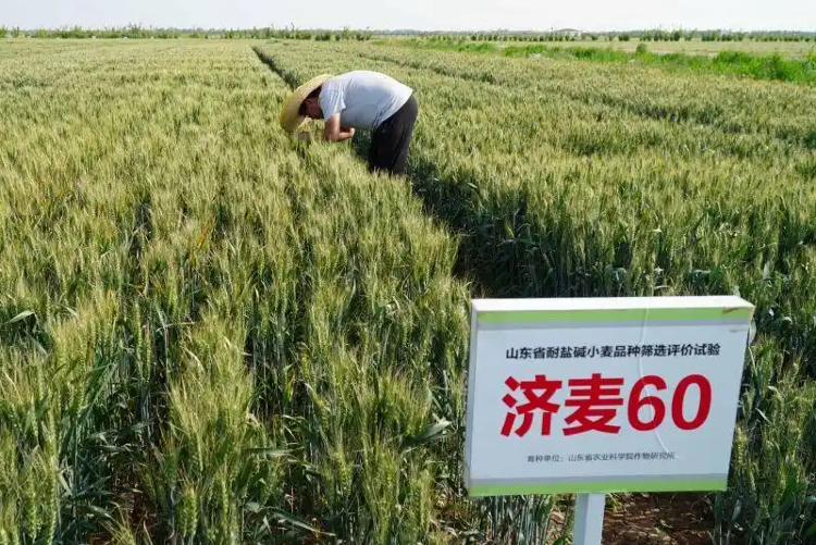 蹲点调查丨破“碱”重生(图7)