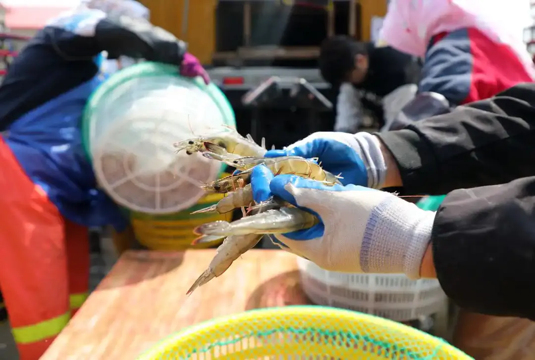 蹲点调查丨破“碱”重生(图8)