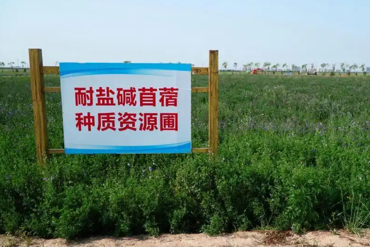 蹲点调查丨破“碱”重生(图9)