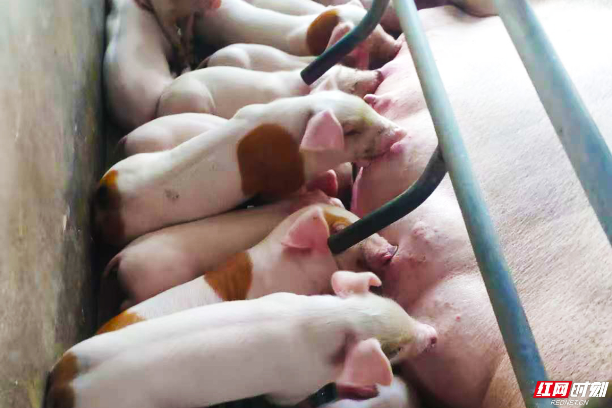 绿色印记岁月沉香丨二十年磨一剑绿色猪肉香飘万家(图3)