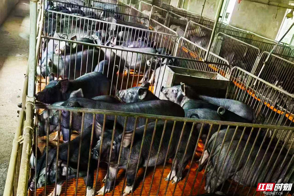 绿色印记岁月沉香丨二十年磨一剑绿色猪肉香飘万家(图2)