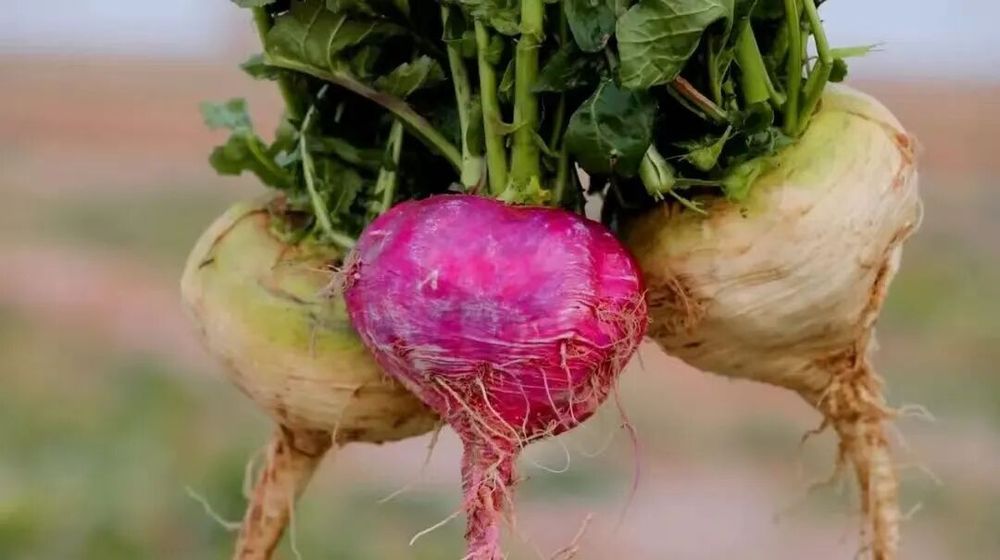 熊猫体育：柯坪：56册专利导航助力绘就县域发展新图景(图2)