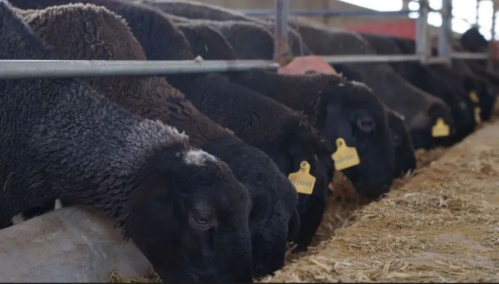 熊猫体育：柯坪：56册专利导航助力绘就县域发展新图景(图4)