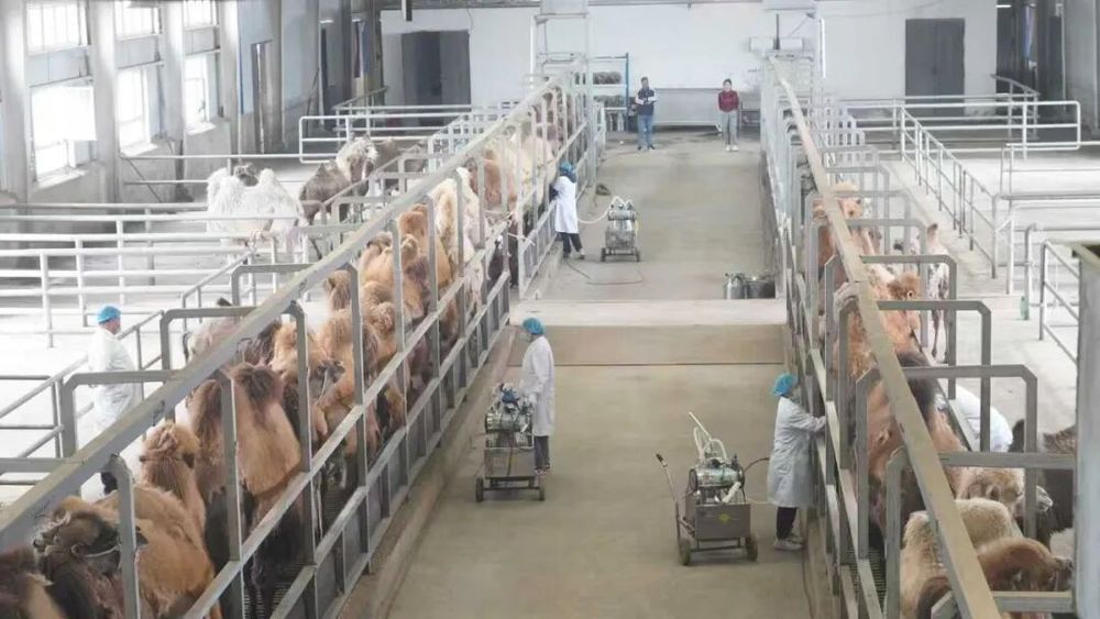 熊猫体育：柯坪：56册专利导航助力绘就县域发展新图景(图6)