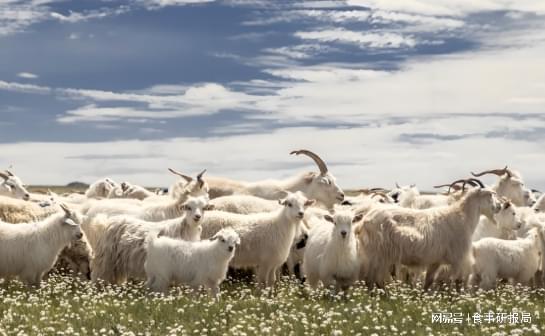 冬季牛羊肉消费升温：进口占比近3成本土好羊看宁夏(图2)