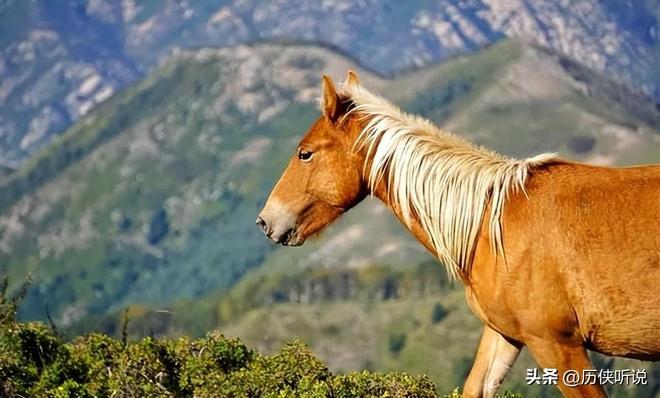 熊猫体育资讯：澳大利亚野马泛滥成灾！在我国卖上万一只为何不出口到我国？(图6)