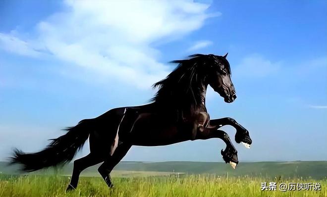 熊猫体育资讯：澳大利亚野马泛滥成灾！在我国卖上万一只为何不出口到我国？(图4)