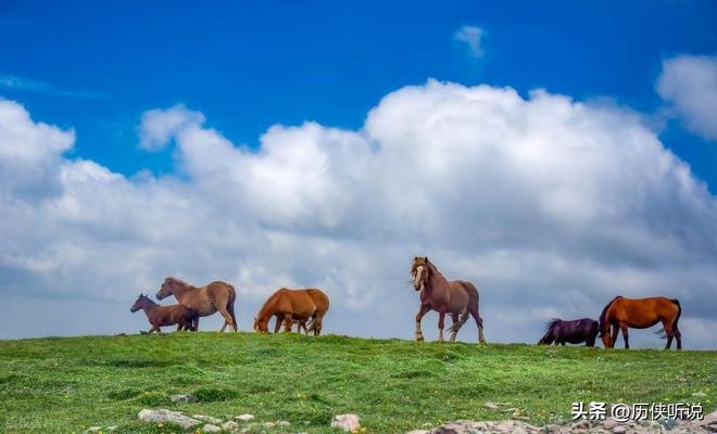 熊猫体育资讯：澳大利亚野马泛滥成灾！在我国卖上万一只为何不出口到我国？(图2)