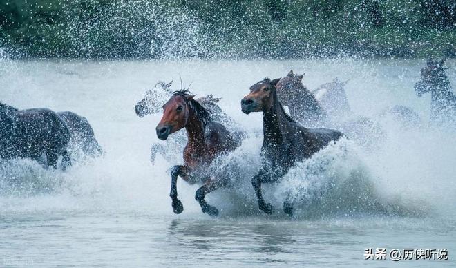 熊猫体育资讯：澳大利亚野马泛滥成灾！在我国卖上万一只为何不出口到我国？(图7)