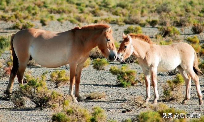 熊猫体育资讯：澳大利亚野马泛滥成灾！在我国卖上万一只为何不出口到我国？(图5)