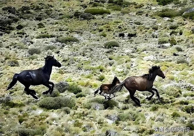 熊猫体育资讯：澳大利亚野马泛滥成灾！在我国卖上万一只为何不出口到我国？(图10)