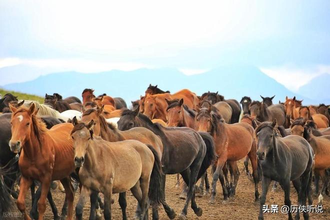 熊猫体育资讯：澳大利亚野马泛滥成灾！在我国卖上万一只为何不出口到我国？(图11)