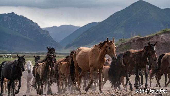 熊猫体育资讯：澳大利亚野马泛滥成灾！在我国卖上万一只为何不出口到我国？(图9)