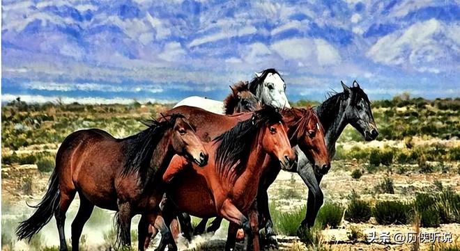 熊猫体育资讯：澳大利亚野马泛滥成灾！在我国卖上万一只为何不出口到我国？(图12)