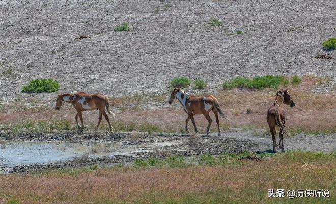 熊猫体育资讯：澳大利亚野马泛滥成灾！在我国卖上万一只为何不出口到我国？(图8)
