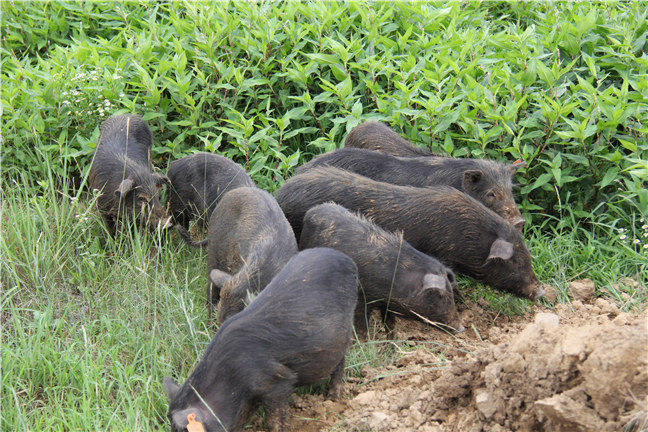 藏香猪的特点及市场前景(图4)