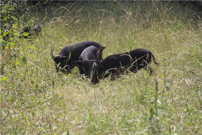 藏香猪的特点及市场前景(图3)