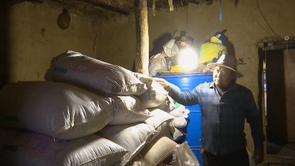 青稞“蜕变”牦牛“出圈”!看西藏农牧民的“十四五”丰收答卷(图2)