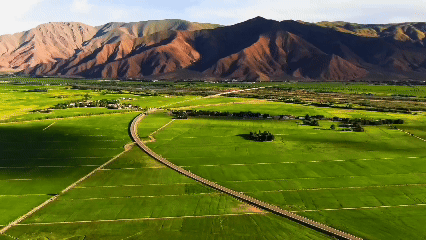 青稞“蜕变”牦牛“出圈”!看西藏农牧民的“十四五”丰收答卷(图3)