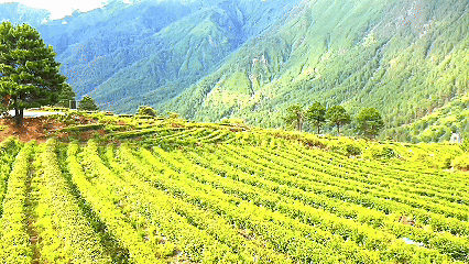 青稞“蜕变”牦牛“出圈”!看西藏农牧民的“十四五”丰收答卷(图7)