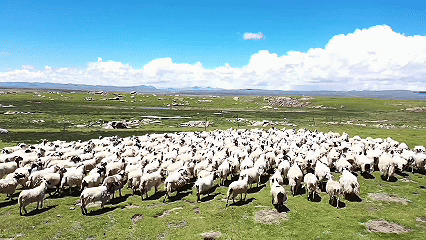 青稞“蜕变”牦牛“出圈”!看西藏农牧民的“十四五”丰收答卷(图8)