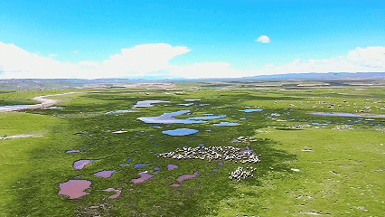 青稞“蜕变”牦牛“出圈”!看西藏农牧民的“十四五”丰收答卷(图9)