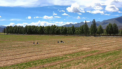 青稞“蜕变”牦牛“出圈”!看西藏农牧民的“十四五”丰收答卷(图12)