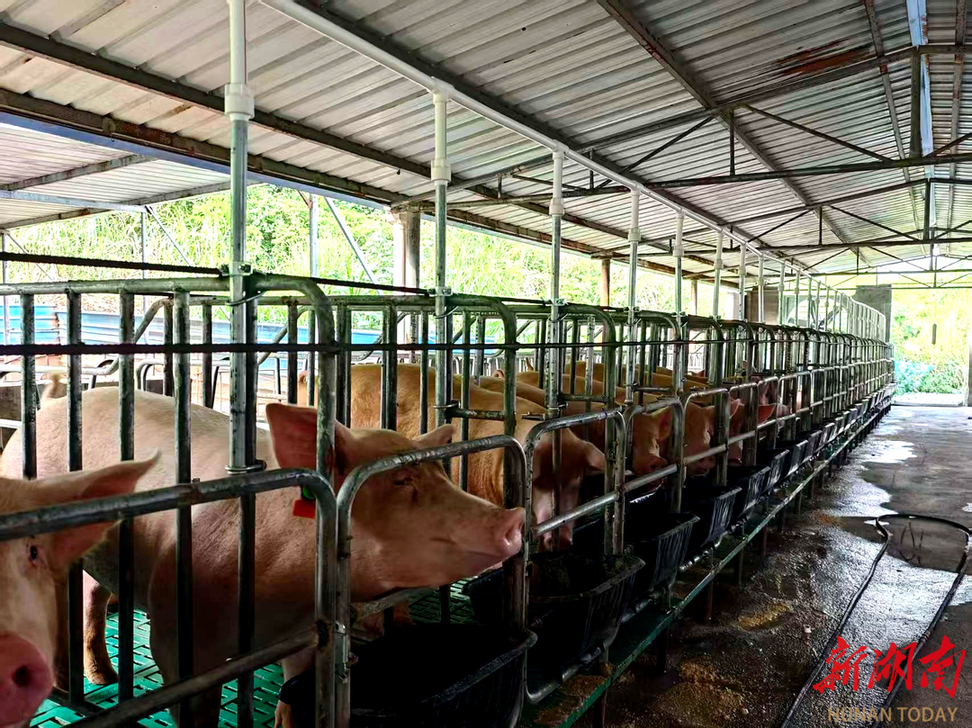 大山里的“猪司令”——龙山县退役军人王鲁奋战乡村振兴新战场@湖南日报(图3)