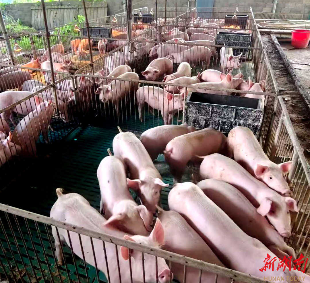 大山里的“猪司令”——龙山县退役军人王鲁奋战乡村振兴新战场@湖南日报(图4)