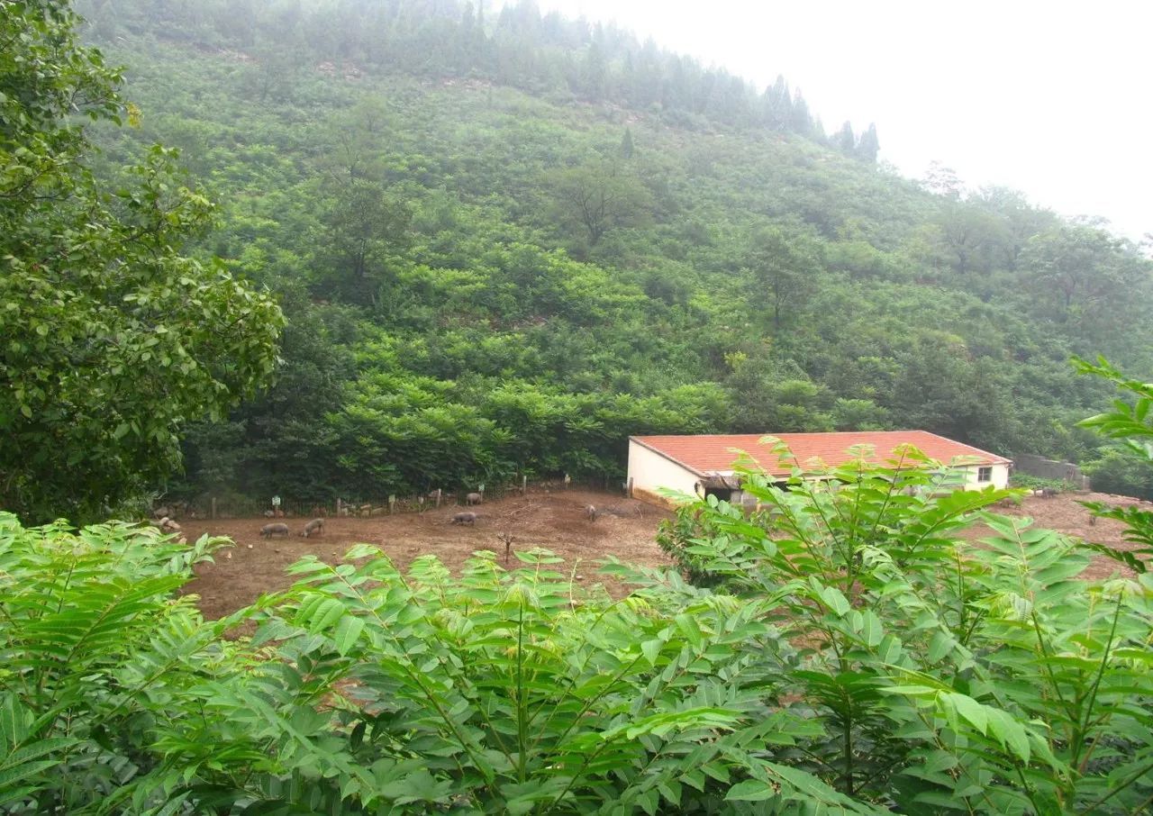 2025中国林草产业行业发展现状与未来展望