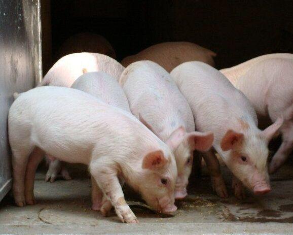 一口饺子两只虾京东七鲜打造高品质立冬饺子宴