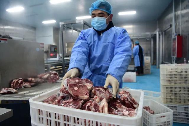 不能圈养的轮台小山羊“跑”向全国(图2)