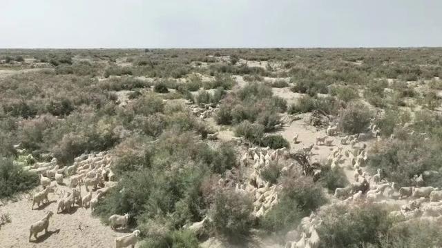 不能圈养的轮台小山羊“跑”向全国(图3)