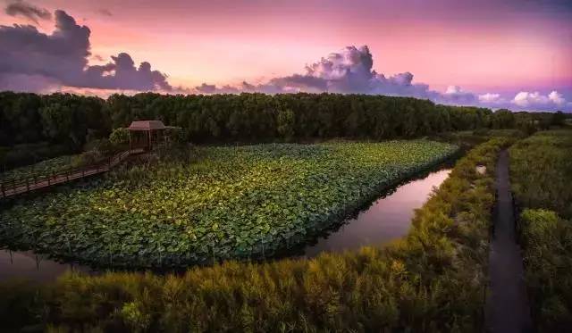 猪肉行业现状与发展趋势分析