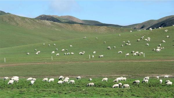 “三北”绿金爆发!特色生态经济站上政策与AI双风口。