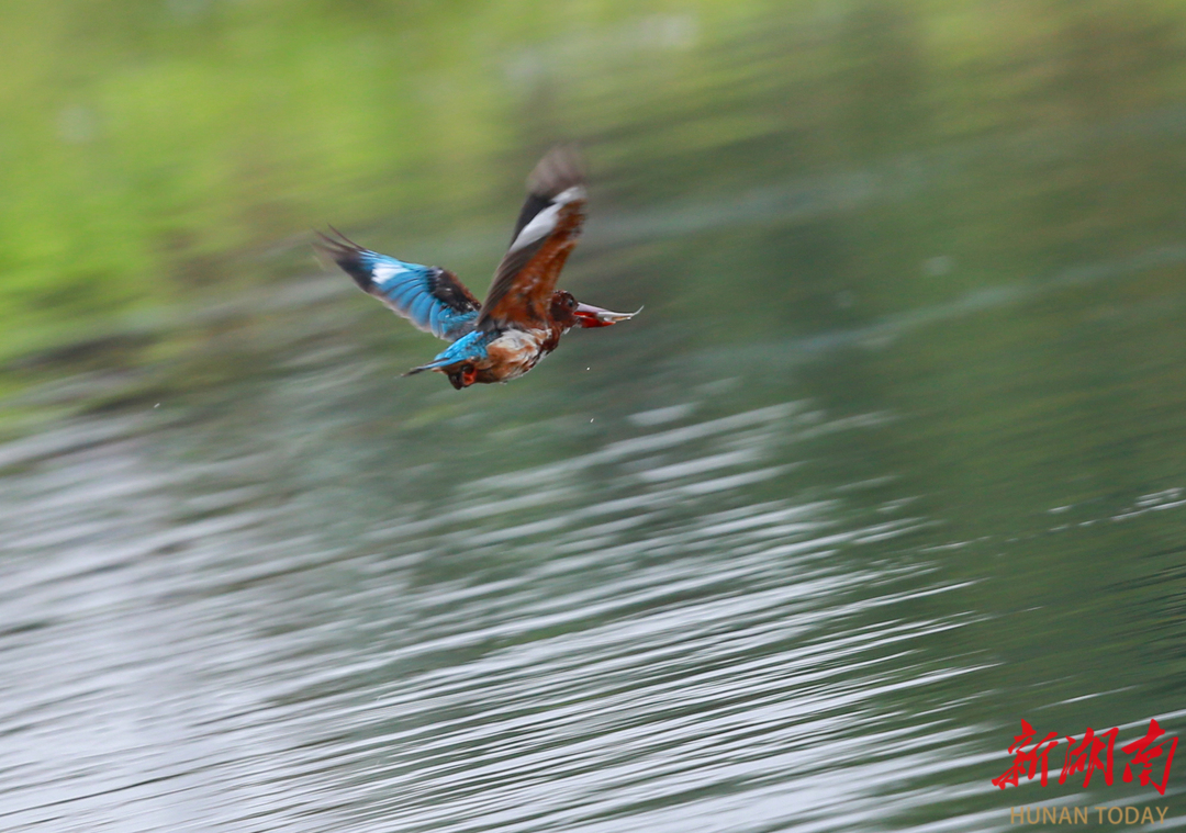 熊猫体育资讯：非凡“十四五”丨湘乡：精准护绿绘底色“点绿成金”惠民生(图2)