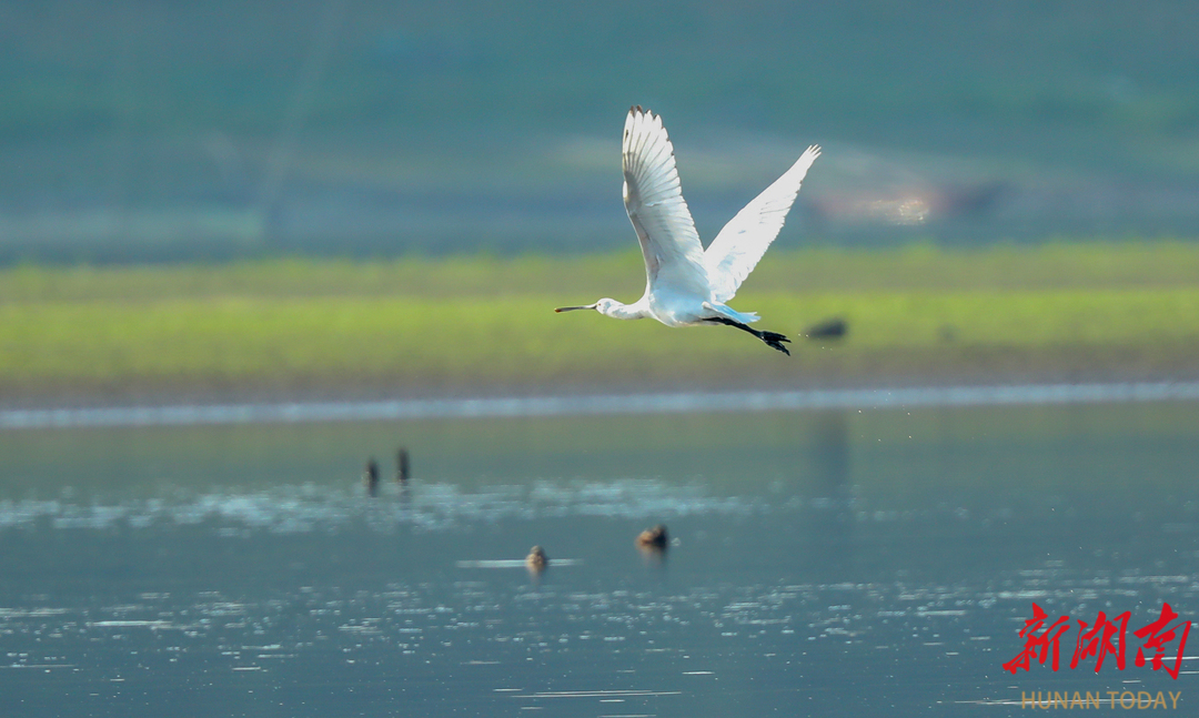 熊猫体育资讯：非凡“十四五”丨湘乡：精准护绿绘底色“点绿成金”惠民生(图3)