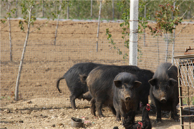 藏香猪养殖前景很好(图3)