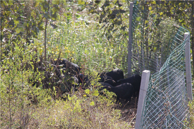 藏香猪养殖前景很好(图4)
