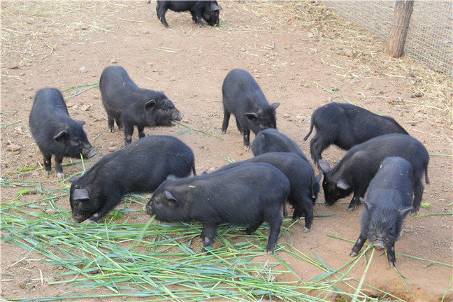 藏香猪生态养殖项目的好处(图2)